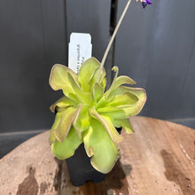 Load image into Gallery viewer, Pinguicula butterwort carnivorous plant with lime green succulent-like leaves in black pot