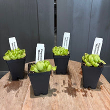 Load image into Gallery viewer, Four potted Pinguicula butterwort carnivorous plants with green rosette leaves in black nursery pots