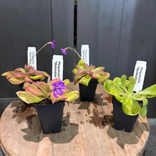 Load image into Gallery viewer, Three Pinguicula butterwort carnivorous plants in black pots with colorful foliage and purple flowers