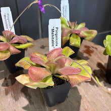 Load image into Gallery viewer, Pinguicula Wenitidae carnivorous butterwort plants with colorful red-green leaves and purple flowers in nursery pots