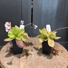 Load image into Gallery viewer, Two Pinguicula butterwort carnivorous plants in black pots with purple flowers on wooden surface