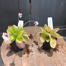 Load image into Gallery viewer, Two Pinguicula butterwort plants in black pots with pink flowers and identification labels