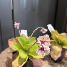 Load image into Gallery viewer, Pinguicula butterwort carnivorous plant with purple striped flowers and green succulent leaves