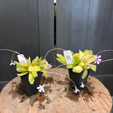 Load image into Gallery viewer, Two Pinguicula butterwort carnivorous plants in black pots with yellow-green rosettes and purple flowers