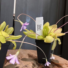 Load image into Gallery viewer, Pinguicula butterwort carnivorous plants with yellow-green rosettes and delicate purple flowers on curved stems