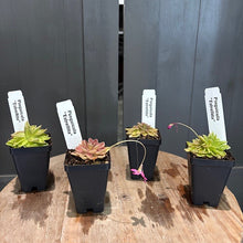 Load image into Gallery viewer, Four Pinguicula butterwort carnivorous plants in black square pots with white identification labels