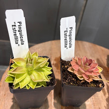 Load image into Gallery viewer, Two potted Pinguicula butterwort carnivorous plants with identification labels on wooden surface