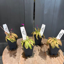 Load image into Gallery viewer, Five Pinguicula butterwort carnivorous plants in black pots with white identification labels