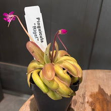 Load image into Gallery viewer, Pinguicula butterwort carnivorous plant in black pot with purple flowers and identification label