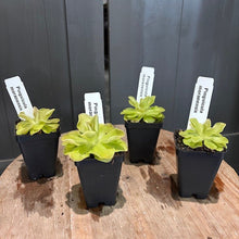 Load image into Gallery viewer, Four small Pinguicula butterwort carnivorous plants in black pots with white plant labels