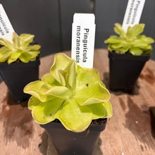 Load image into Gallery viewer, Pinguicula moranensis butterwort carnivorous plant in black pot with identification label