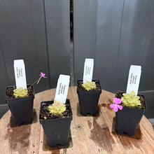 Load image into Gallery viewer, Four Pinguicula butterwort carnivorous plants in black pots with white plant labels and purple flowers