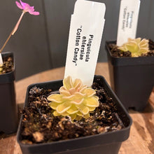 Load image into Gallery viewer, Pinguicula butterwort carnivorous plants in black square pots with yellow rosette leaves