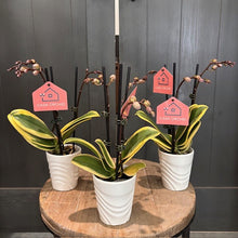 Load image into Gallery viewer, Three potted Phalaenopsis orchids with variegated leaves and burgundy flower spikes in white ceramic pots