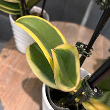 Load image into Gallery viewer, Phalaenopsis orchid with variegated green and yellow leaves in white pot on wooden surface