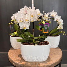 Load image into Gallery viewer, White Phalaenopsis orchids with yellow centers in decorative white ceramic planters on wooden display