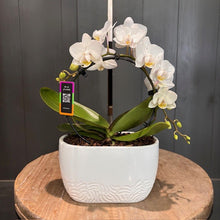 Load image into Gallery viewer, White Phalaenopsis orchid with curved flower stem in decorative white planter on wooden surface