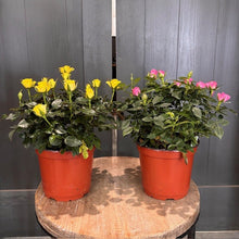 Load image into Gallery viewer, Rose 'Annual'