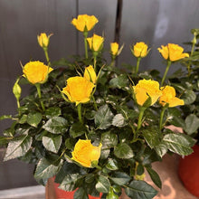 Load image into Gallery viewer, Rose 'Annual'