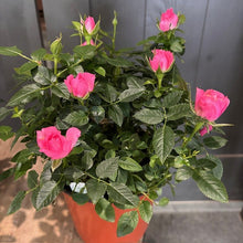 Load image into Gallery viewer, Rose 'Annual'