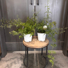Load image into Gallery viewer, Two potted jasmine plants with delicate green foliage in white containers on wooden stand