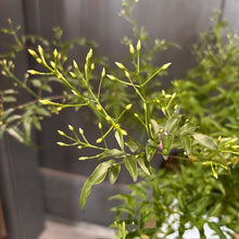 Load image into Gallery viewer, Jasmine plant with green compound leaves and yellow flower buds in bright sunlight