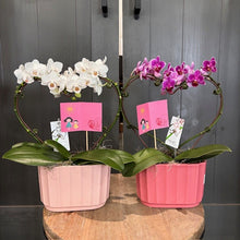 Load image into Gallery viewer, Two potted Phalaenopsis orchids with heart-shaped wire supports in pink planters with decorative cards