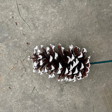 Load image into Gallery viewer, Pick Holiday Pinecone