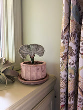 Load image into Gallery viewer, Dusty rose concrete Pilar Bowl planter holding a crested cactus near a sunny window
