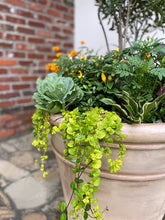 Load image into Gallery viewer, Claridge House Planter