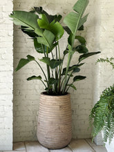 Load image into Gallery viewer, Antique Ring Urn