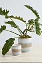 Load image into Gallery viewer, Neutral beige ceramic plant pot with ribbed texture holding green leafy plant