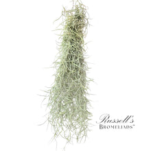 Load image into Gallery viewer, Air Plant