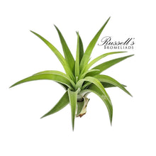 Load image into Gallery viewer, Air Plant