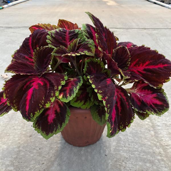 Annual Planter Mono