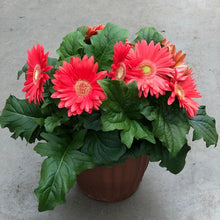 Load image into Gallery viewer, Annual Planter Mono