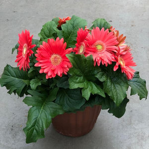 Annual Planter Mono