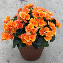 Load image into Gallery viewer, Annual Planter Mono