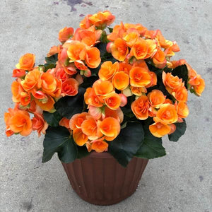 Annual Planter Mono
