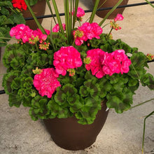 Load image into Gallery viewer, Annual Planter Combo