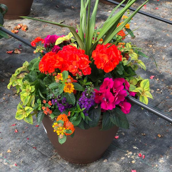 Annual Planter Combo