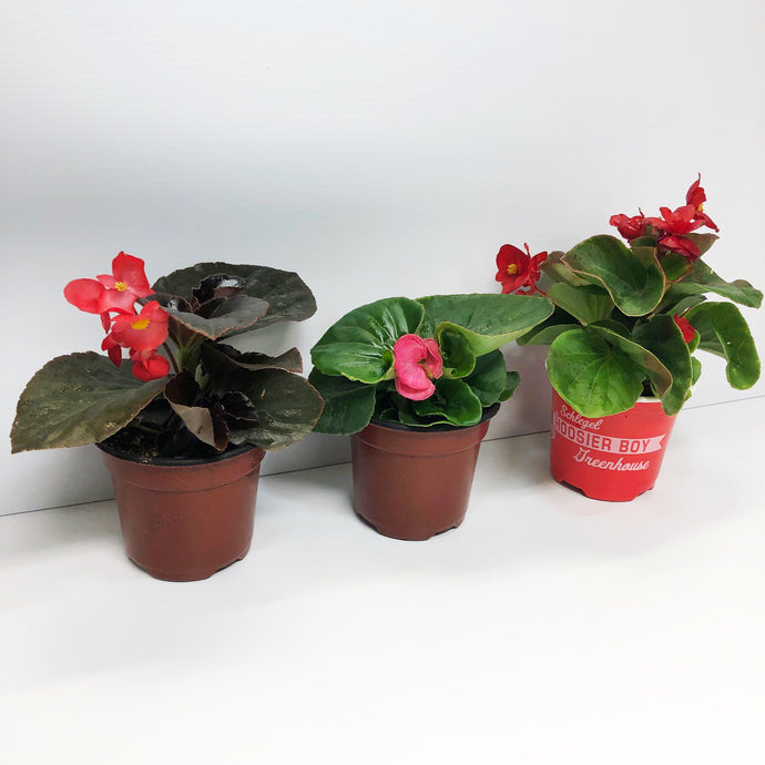 annual potting plants Greenhouse 4.5" Annual Pot