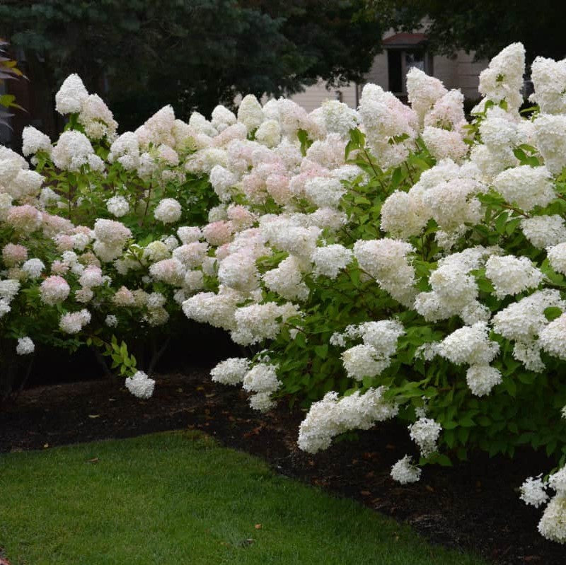 5' B&B Hydrangea Phantom – Wasson Nursery