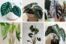 Load image into Gallery viewer, 6&quot; Alocasia