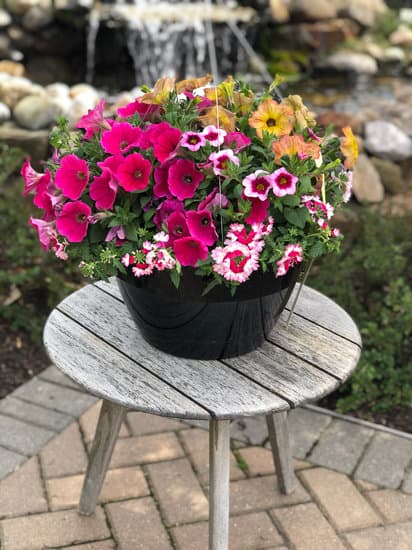 hanging annual plants 11-12" Annual Hanging Basket