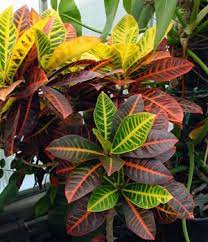 Codiaeum 'Petra' Croton