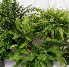 Fern Assorted