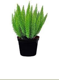 Asparagus 'Foxtail Fern'