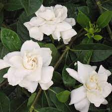 Gardenia