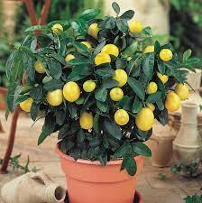Citrus Annual
